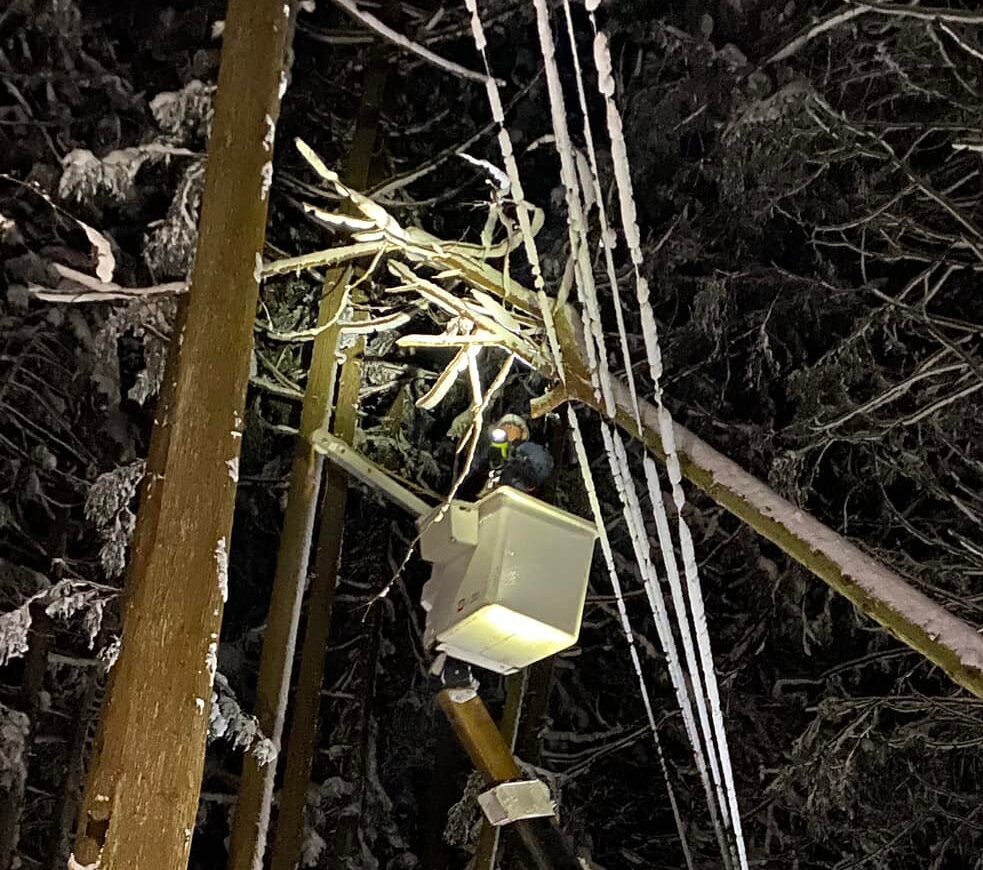 木と電線と伐採と